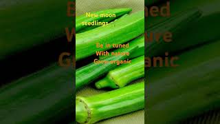 Gardening calendar home gardening organic Gardening planting by the moon cycle [upl. by Retsev723]