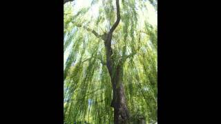 Plant ID Weeping Willow Salix babylonica [upl. by Raseda134]