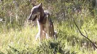 820F Female Wolf  Lamar Canyon Pack Yellowstone [upl. by Atteyram]