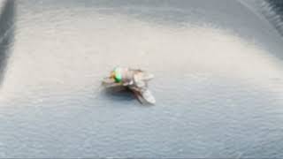 Black horse fly on bed of truck [upl. by Naitsyrk]