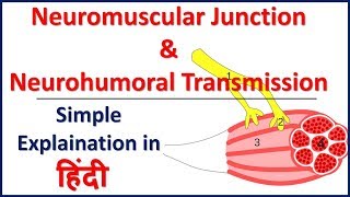 Neuromusular Junction and Neurohumoral Transmission simple explaination in Hindi  Bhushan Science [upl. by Alver]