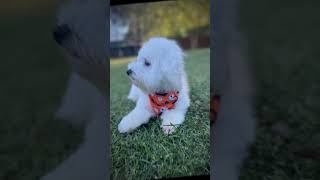 ✨Blinded By The Lights✨dog puppy cute edit shorts trending viral fall song music adorable [upl. by Miarfe770]