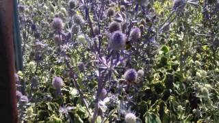 Sea holly Eryngium planum [upl. by Amedeo]