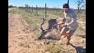 Kudu Rescue in Central Kalahari [upl. by Harrak]