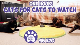 Cats For Cats To Watch  ONE HOUR  Cat Videos  Cats Playing  Entertainment For Cats  S6 E70 [upl. by Leanna]