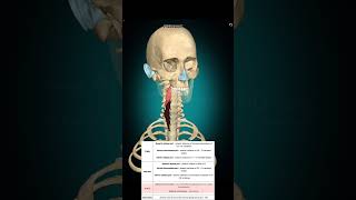 Longus colli muscle anatomy muscleanatomy [upl. by Jermain]