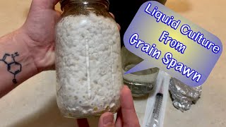 How to Make Mushroom Liquid Culture From Grain Spawn [upl. by Amii]