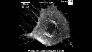 Mitosis In Mesenchymal Stem Cells [upl. by Mullins]