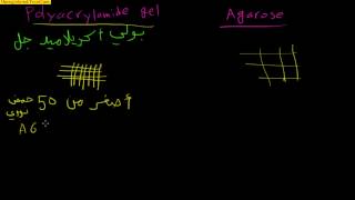 DNA gel elctrophoresis Arabic 4 ما هو الجل الكتروفوريسس [upl. by Halihs406]