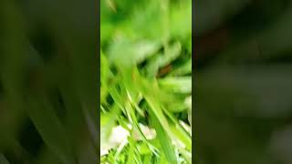 Nature vlog viralshort nature trending [upl. by Keryt705]