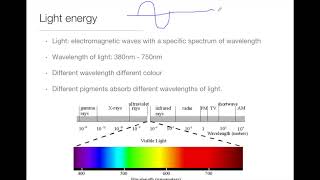 IMAT Biology  Bioenergetics Part 3 [upl. by Viscardi476]