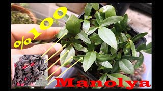 Manolya ağacı tohumunu çimlendirme How to grow a Magnolia tree from seed Magnolias from Seed2024 [upl. by Longley160]