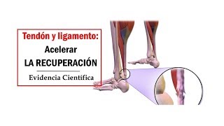 VIDEOpaper Acelerar la regeneración de tendones y ligamentos [upl. by Kingsly312]