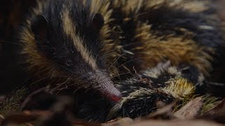 Baby Tenrecs Feast on a Buffet of Worms After a Storm [upl. by Terrell]