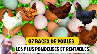 Top 7 races de poules les plus pondeuses [upl. by Hamrnand]