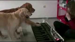 PERROS TOCAN PIANO SON ARTISTAS [upl. by Cavill]