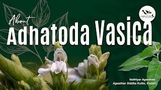 Unlocking the Benefits of Adathoda Vasica l Vr Agasthiar l Agasthiar Siddha Kulim [upl. by Eboj]