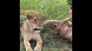 Large Monwana Lion Pride  Timbavati  4 February 2024 [upl. by Nylirem]