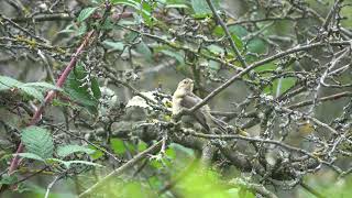 Young Chiffchaff preening [upl. by Tipton145]