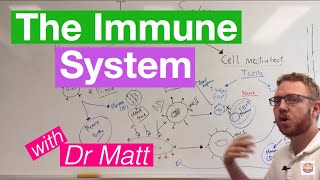 The Immune System Overview [upl. by Chance]