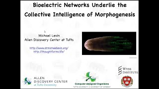 Bioelectric networks underlie the collective intelligence of morphogenesis [upl. by Partan]