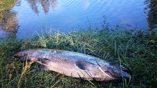 Fishing for Summer Salmon Chinook in Oregon [upl. by Cornew]