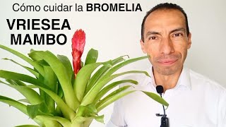 CÓMO CUIDAR DE MANERA FÁCIL LA BROMELIA VRIESEA MAMBO [upl. by Llehsar]