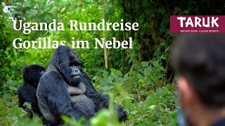 Uganda Ruanda Reise Gorillas im Nebel  Safari intensiv Schimpasen amp Gorillas erleben  Filmbuch [upl. by Laumas]