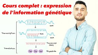 Cours complet  expression de l’information génétique [upl. by Asabi]