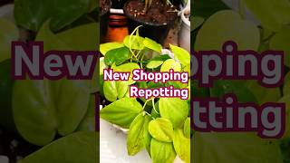 Repotting new plants plantshopping music plants gardening love houseplants redlove live [upl. by Maddalena128]