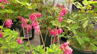 Dicentra Varieties Bleeding HeartsPopular🧡🧡Long Blooming Perennials for Shady Sites [upl. by Mireielle923]