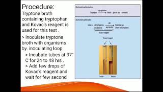 Indole TestExplained in urdu [upl. by Alburg317]