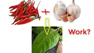 Natural Pesticide of Garlic and Chili Work  Review with Experiment [upl. by Yanehc727]