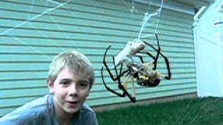 Orb Weaver spider wraps grasshopper 2MOV [upl. by Iene]