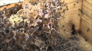 Trigona Stingless Native Beehives 5 Hockingsi vs Carbonaria Tetragonulas [upl. by Silvio]