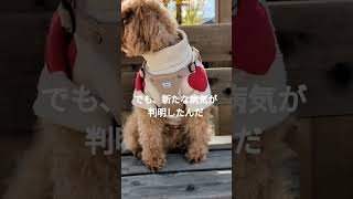 【血小板減少症の愛犬】トイプードル 分離不安症 家族 shorts [upl. by Mullins]