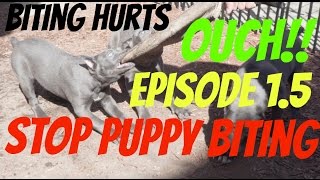 stop puppy biting or nipping pup bite mouthing elimination pit bull dog shepherd [upl. by Eeral]