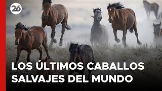 🐎 LOS ÚLTIMOS CABALLOS SALVAJES DEL MUNDO [upl. by Ttocs14]