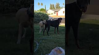 The dobermans playfighting dobberman dogs dogfight [upl. by Rosol]