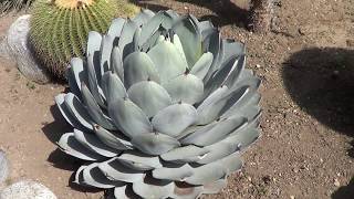 AGAVE GALLERY Agave Parryi var Truncata  Up Close [upl. by Mitzl]