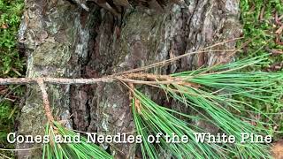 Identify White Pine [upl. by Nairbal783]