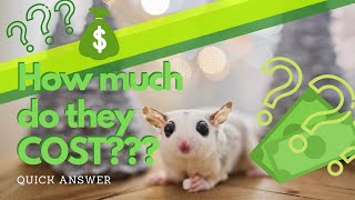 How much do sugar gliders cost  Short amp Sweet [upl. by Dannel]