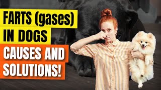 🐶🤢Farts in THE DOGS gases Causes and Solutions [upl. by Siobhan438]