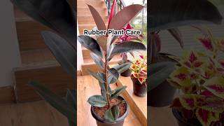 Rubber plant care tips🪴 rubberplant indoorplants plantcare shorts shortsfeed [upl. by Eceerahs]