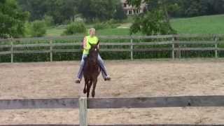 Horse For Sale Bellaire Farms Milton WI [upl. by Hepsiba910]