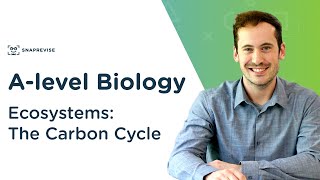 Ecosystems The Carbon Cycle  Alevel Biology  OCR AQA Edexcel [upl. by Amsa]