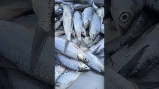 Small milkfish indiataipei usa amazing america vietnam china japanese korea indonesia [upl. by Horodko]