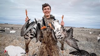 INSANE Speckle Belly and Cackler Goose Hunt With a Speck Band [upl. by Nylessoj243]