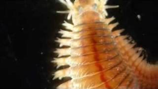 Alitta succinea Nereis polychaete [upl. by Oihsoy]