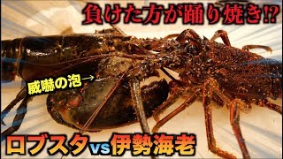 エビの喧嘩！！伊勢海老とロブスターを戦わせたら弱肉強食がすごすぎた・・・ [upl. by Notelrahc]